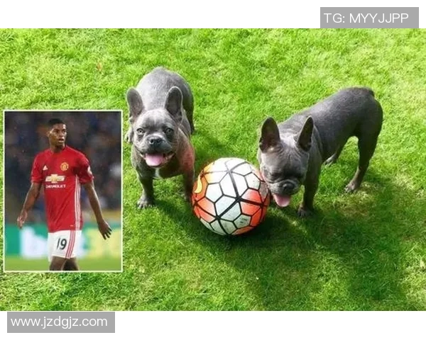 足球明星与可爱小动物的温馨瞬间分享与感动